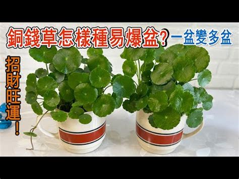 銅錢草照顧|【綠意生活】銅錢草室內觀賞新寵，放室內好嗎？